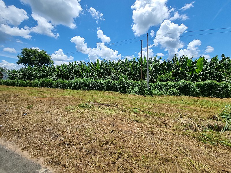 File:Plantação de banana no Projeto Formoso, janeiro de 2023 (3).jpg