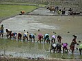 छोटो चित्र ०८:५०, १७ जुलाई २०११ संस्करणको रुपमा