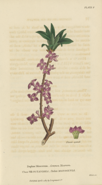 File:Plate 8 Daphne Mezereum - Conversations on Botany-1st edition.tiff