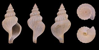 <i>Pleurotomella packardii</i> Species of sea snail