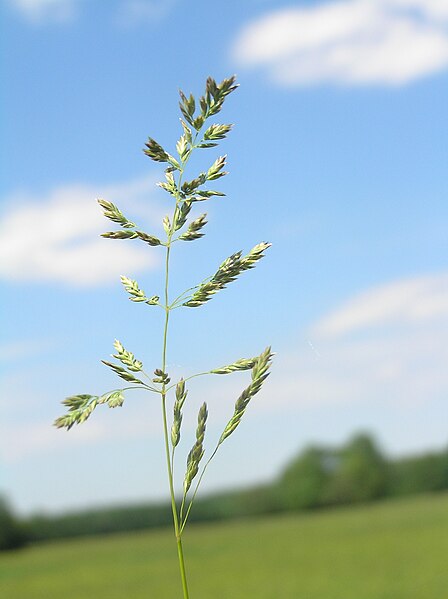 File:Poa pratensis1.JPG