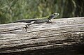 (9) Unidentified Lizard, Cavagrande del Cassibile near Noto, Sicily