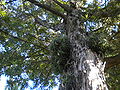 Podocarpus neriifolius.JPG