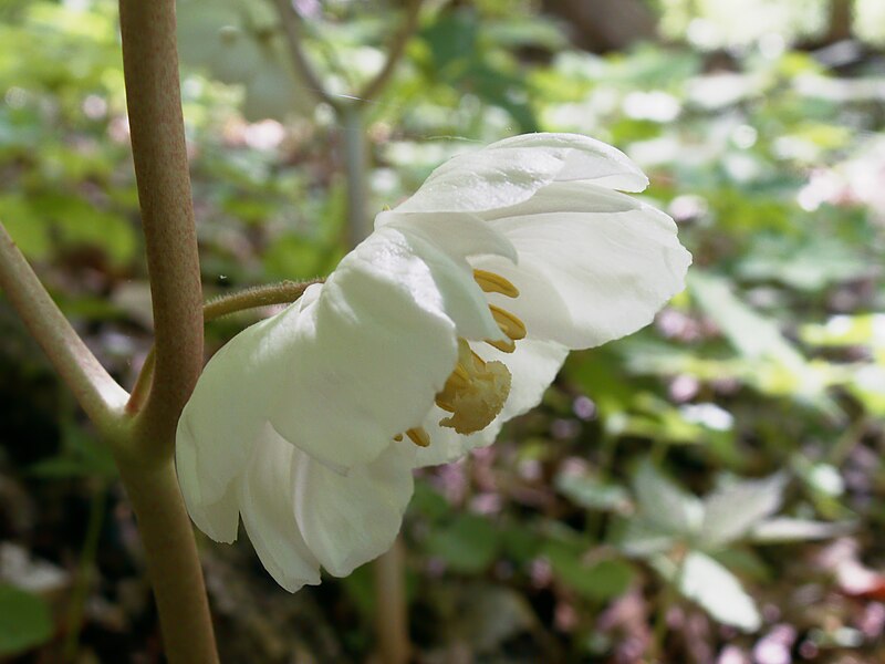 Podophyllum peltatum