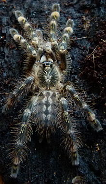 Poecilotheria subfusca.jpg