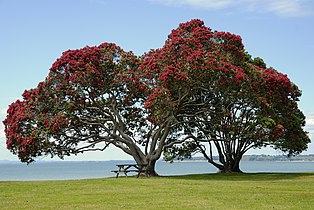 Metrosideros excelsa (Pōhutukawa Tree)