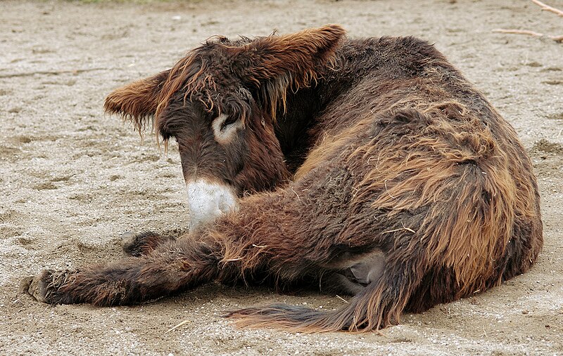 File:Poitou Donkey.jpg