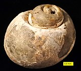 Fossilized shell of the Paleocene-modern moon snail Polinices Polinices galianor SD Pliocene 1.jpg