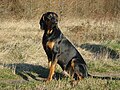 Polish Hunting Dog "ARES-Konska Zagroda"-wl.Agata Pytkowska