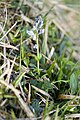 Français : Polygala calcarea Ancien camp militaire Saint-Fuscien à Dury (Somme), France