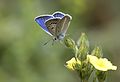 Polyommatus eurypilos Gerhard's Blue Çokgözlü Gerhard mavisi