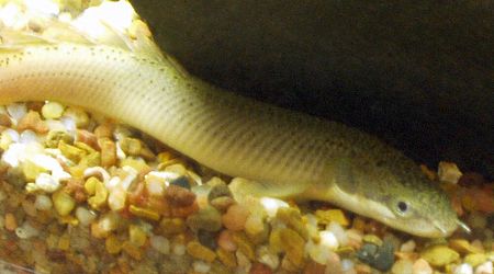 Polypterus senegalus senegalus.jpg