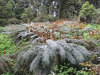 <i>Polystichum vestitum</i> Species of fern