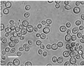 Vorschaubild für Saccharomyces boulardii