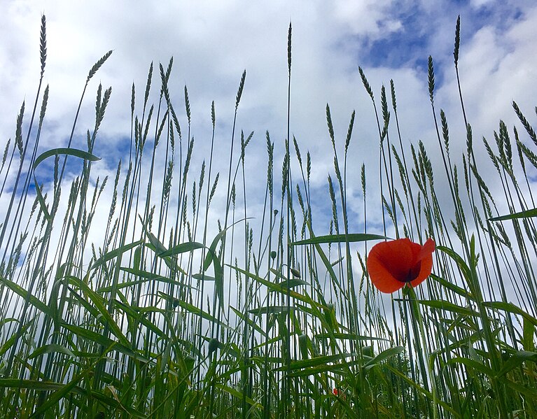 File:Poppy (27817694505).jpg