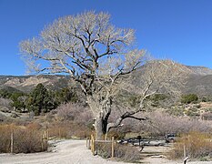 Populus fremontii en las montañas Spring