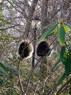Porcupines-Discovery-Trail-Jan-11-2007.jpg