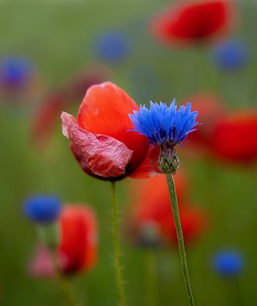 File:Portrait roter und blaue Blume.jpg