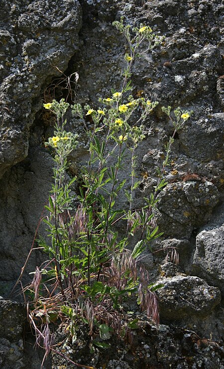 Tập_tin:Potentilla_inclinata_1.jpg