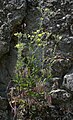 Graues Fingerkraut (Potentilla inclinata)