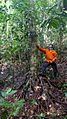 Base du tronc de Pourouma guianensis