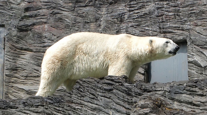 File:Prague Zoo - polar bear.jpg