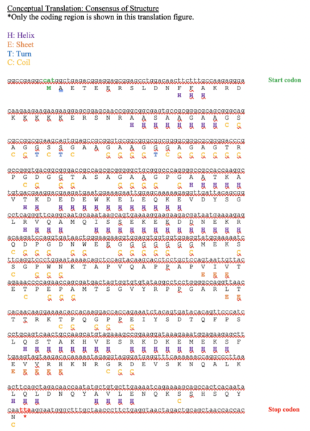 Conceptual translation of the longest CDV3 isoform annotated with CDV3's predicted secondary structure and conserved amino acids. Predicted secondary structure of CDV3.png