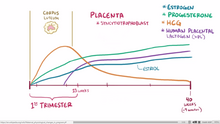 Estrogen Chart During Pregnancy