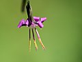 Prenanthes purpurea flower.jpg (usage)