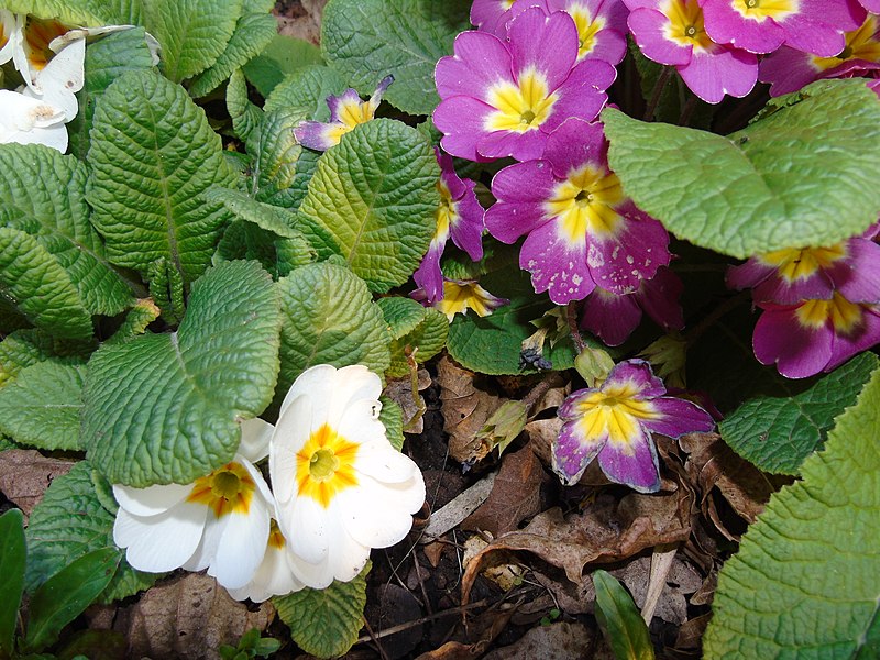 File:Primula vulgaris.013 - Wick (Gloucestershire).jpg