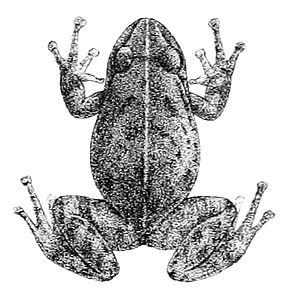 Beschrijving van de afbeelding Pristimantis unistrigatus.jpg.