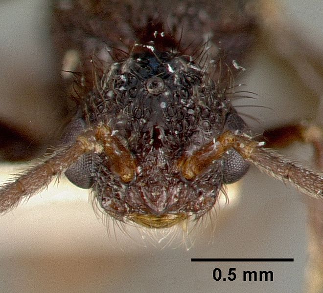 File:Pristomyrmex reticulatus castype06979 head 1.jpg