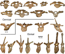 Cervical and dorsal vertebrae Probrachylophosaurus vertebrae.PNG