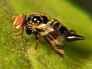 <i>Procecidochares atra</i> Species of fly