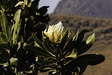 Protea comptonii (8373025765) .jpg