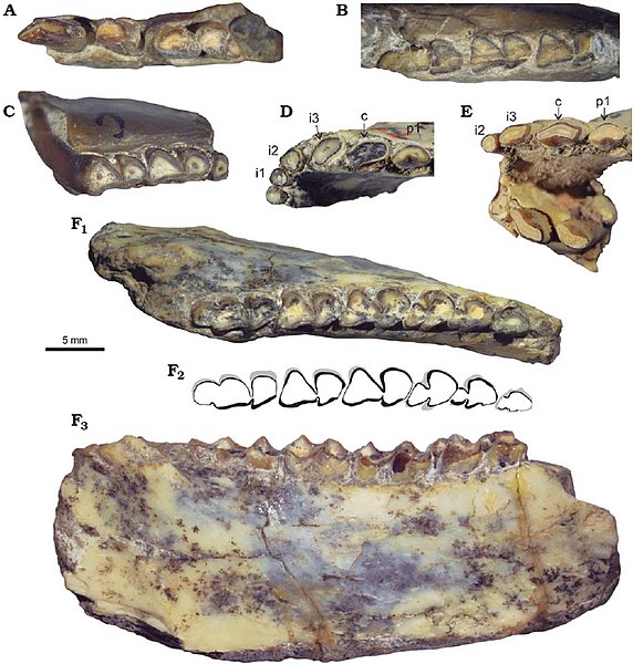 File:Protypotherium endiadys - lower dentition - Collón Curá Formation, Argentina.jpg