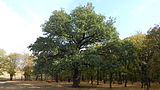 Provalsky oak.jpg