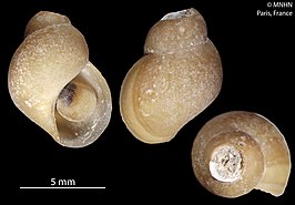 Provanna laevis