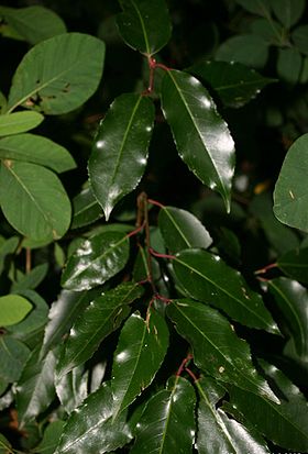 Prunus-lusitanica-leaves.JPG