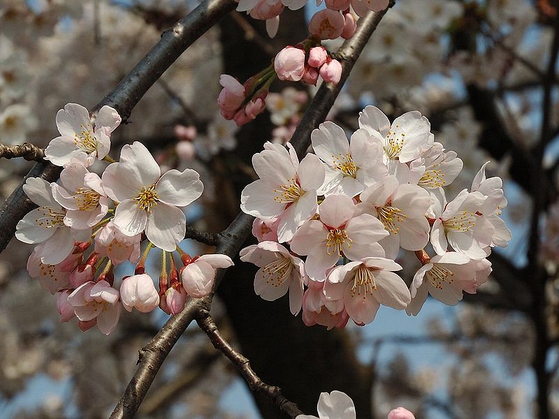 File:Prunus serrulata 2005 spring 015.jpg