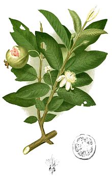 Psidium Guajava Wikipedia La Enciclopedia Libre