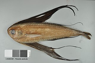 <i>Pteraclis</i> Genus of fishes