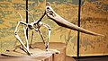 Pteranodon sternergi fossils, Tellus Science Museum 2.jpg