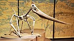 Pteranodon sternergi fossils, Tellus Science Museum 2.jpg