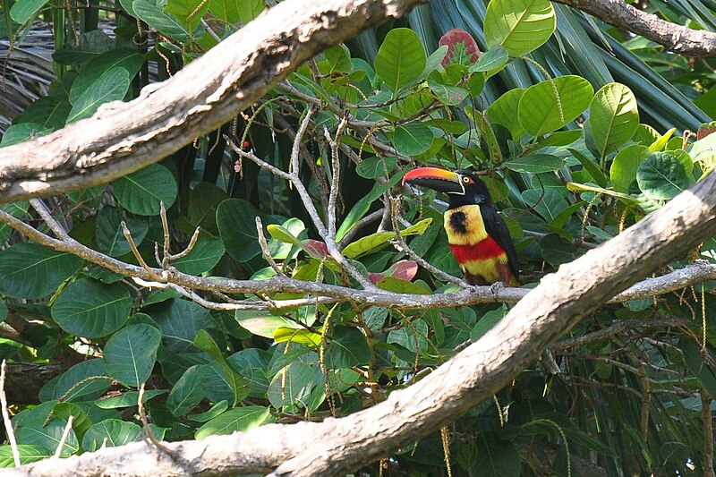 File:Pteroglossus frantzii -Puntarenas, Costa Rica-8h.jpg