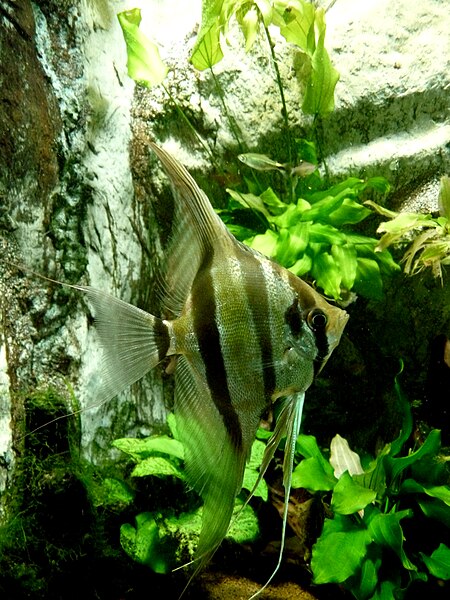 Pterophyllum_altum