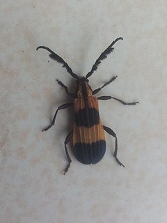 <i>Pteroplatus</i> Genus of beetles