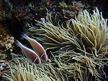 Puerto Galera underwater view