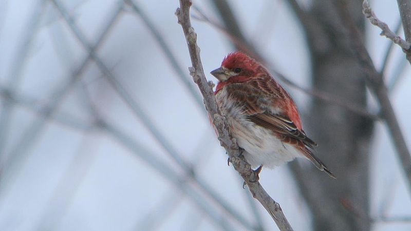 File:Purple Finch (8529192916).jpg