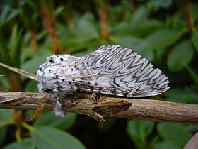 Cerura vinula adulta